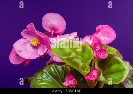 Leuchtende rosafarbene Begonia-Blüten mit gelben Zentren auf Lila Stockfoto
