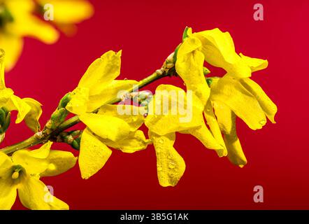 Leuchtende Forsythia-Blüten, die vor Frühlingssonnenlicht strotzen Stockfoto