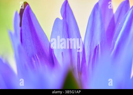 Nahaufnahme von violetten Seerosenblättern Stockfoto