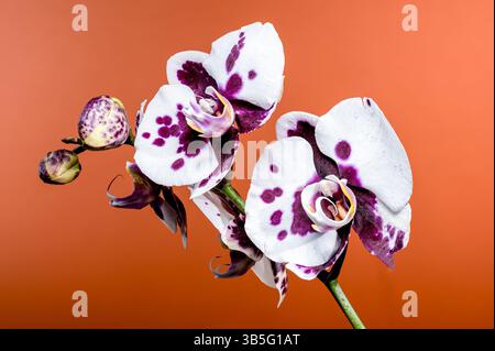 Elegante gepunktete Orchideenblüten vor leuchtendem Orange Hintergrund Stockfoto