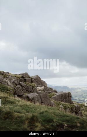 Schafe stehen auf einem felsigen Hügel in Wales Stockfoto