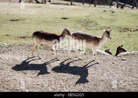 Zwei junge Hirsche am Hang im Wildpark in Kitzbühel Stockfoto