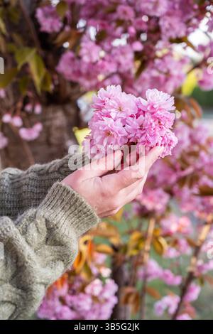 Frau, die blühende Blumen in Kirschbaum hält, im Frühling Stockfoto