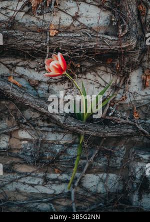 Einzelne orangene Tulpe zwischen alten Weinstöcken auf einem Steingebäude. Stockfoto