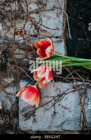 Drei orangefarbene Tulpen auf der Fensterleiste des alten Steingebäudes. Stockfoto