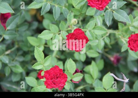 Leuchtende rote Rosen in Blüte, Nahaufnahme von Miniatur-Rosenbusch mit grünen Blättern, Garten-Natur-Fotografie für Blumen- und Botanik-Themen Stockfoto