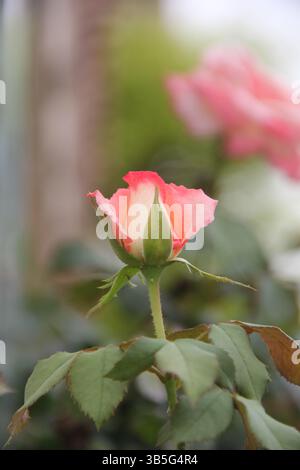 Elegante rosa und weiße Rose Nahaufnahme, Makroaufnahme der blühenden Blume, weiche Blütenstruktur, romantische Gartenblume Schönheit Stockfoto
