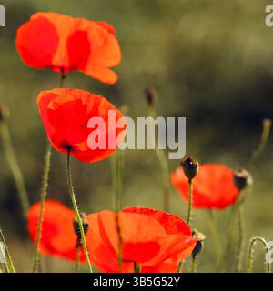 Rote Mohnblumen in einem üppigen Feld mit grünem Gras am Sommertag Stockfoto