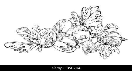 Stachelbeere Johannisbeeren Blätter in Wassertautropfen, reife Garten Huckleberry Casseille Jostaberry. Isolierte botanische Illustration, Vektortinte Hand Stock Vektor