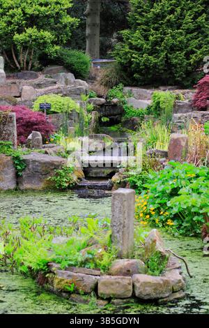 Detail des Rock and Water Garden in Sheffield Botanical Gardens im Frühjahr mit japanischen Ahornen und Gunnera Tinctoria am Teich. Feder. UK Stockfoto