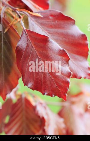Kupferbuche. Fagus sylvatica f. purpurea mit auffälligen rötlichen Blättern im Frühjahr. UK Stockfoto