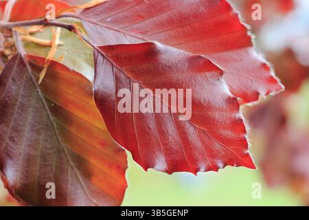 Kupferbuche. Fagus sylvatica f. purpurea mit auffälligen rötlichen Blättern im Frühjahr. UK Stockfoto