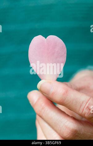 Herzform. Herzgesundheitskonzept. Frau, die im Frühjahr ein einzelnes rosafarbenes, herzförmiges Magnolienblütenblatt hält. In Pink. UK Stockfoto