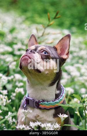 Niedlicher lilafarbener Orange brauner französischer Bulldog Hund mit langer gesunder Nase zwischen weißen wilden Knoblauchblüten im Wald Stockfoto