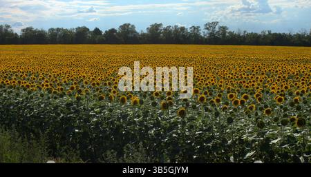Ein riesiges Feld mit gelben blühenden Reifen Sonnenblumen an einem sonnigen Tag Stockfoto