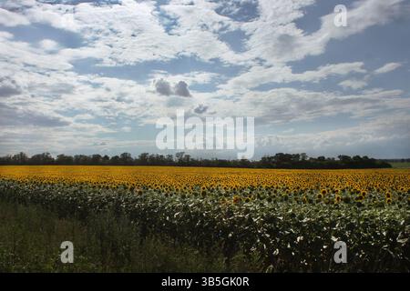 Ein riesiger Himmel aus endlosen Wolken über einem endlosen Feld von gelb blühenden Sonnenblumen Stockfoto