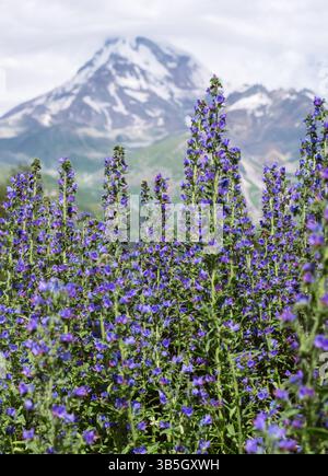Blaue Blumen und grüne grasbewachsene Hügel während des sonnigen Sommertages mit wolkenbedeckten schneebedeckten Hängen des Mount Kasbek (5.054 m) im Hintergrund. Stepantsminda, Ea Stockfoto