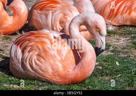 Greater Flamingo saß auf dem Boden. Stockfoto