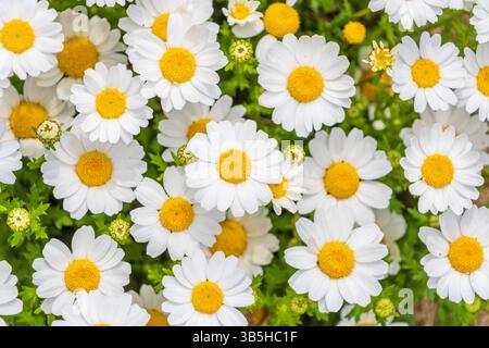 Cluster von weißen Daisies in voller Blüte mit gelben Zentren im Frühlingsgarten Stockfoto