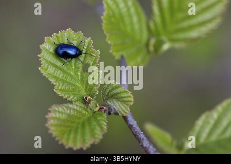 Blauer Erlenblattkäfer (Agelastica alni) Stockfoto