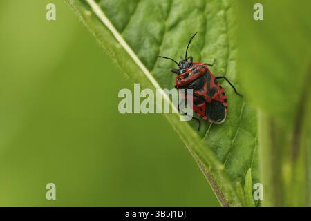 Eurydema ornata (Eurydema ornata) Stockfoto