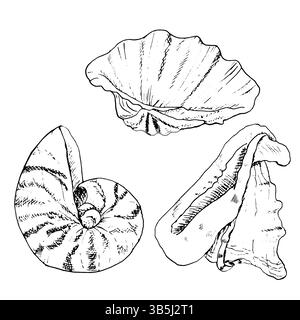 Muschelschale Cassis cornuta, runder nautilus und Perlenausternfänger, schwarz-weiße Skizze. Illustration des Meeresvektors. Set ist die Schale des Unterwassers Stock Vektor