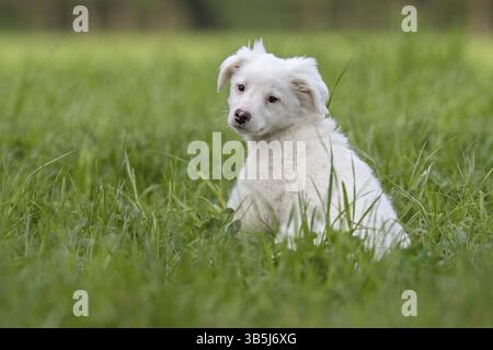 Collie-Labrador mischt Welpen im Gras Stockfoto