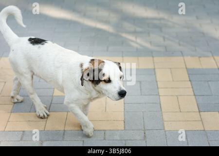 Weißer und brauner Hund, der auf einem gepflasterten Weg läuft. Stockfoto