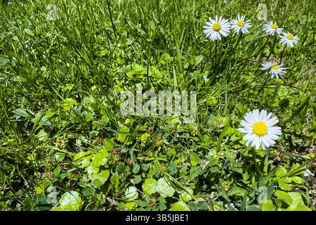 Weiße Gänseblümchen wachsen an einem sonnigen Tag im grünen Gras. Nahaufnahme von Wildblumen in Wiesenlage, natürlicher Hintergrund, keine Menschen, Frühlings- oder Sommermotiv. Stockfoto