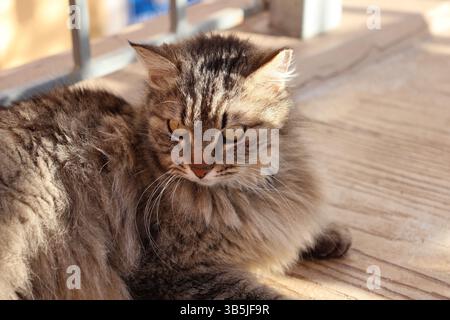 Flauschige braune Katze, die sich im warmen Sonnenlicht in Griechenland entspannt, Nahaufnahme. Stockfoto