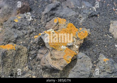 Rote Flechte auf Lavastein in einem Lavafeld, Teneguia Vulkan, Fuencaliente, La Palma, Spanien, Europa Stockfoto