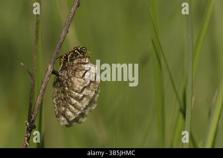 Hausfeldwespe (Polistes dominula) Stockfoto