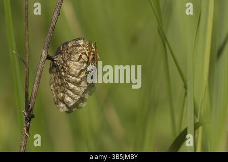 Hausfeldwespe (Polistes dominula) Stockfoto