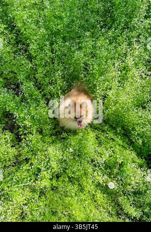 Entzückender flauschiger Pommerscher Hund, der auf einer üppigen grünen Wiese mit weißen Wildblumen sitzt. Hochwertige Fotos Stockfoto