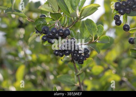 Aronia-Beeren (Aronia melanocarpa, Schwarze Chokeberry), die im Garten wachsen. Zweig gefüllt mit Aroniabeeren Stockfoto