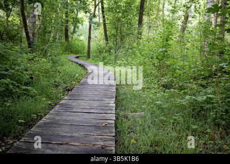 Ein malerischer Holzweg schlängelt sich durch einen lebendigen grünen Wald und lädt zu Entdeckungen und Abenteuern für alle ein Stockfoto