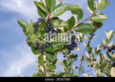 Aronia-Beeren (Aronia melanocarpa, Schwarze Chokeberry), die im Garten wachsen. Zweig gefüllt mit Aroniabeeren Stockfoto