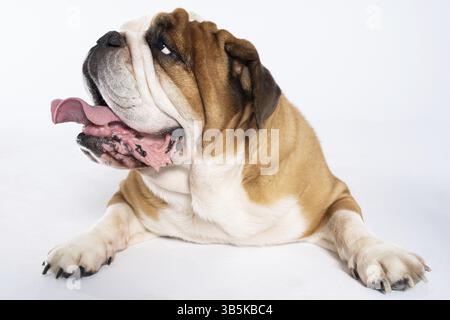 Ein englischer Bulldog liegt mit offenem Mund auf weißem Hintergrund. Der englische Bulldog ist ein reinrassiger Hund mit Abstammung. Die Rasse des Hundes gehört dazu Stockfoto