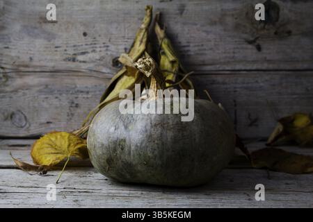 Kürbisse, Maiskolben und Blätter im Herbst Dekoration auf einem Holztisch Stockfoto