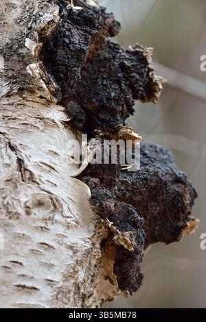 Chaga-Pilze (Inonotus obliquus) wachsen aus dem Stamm einer Silberbirke (Betula pendula) Inverness-shire, Schottland, Mai Stockfoto