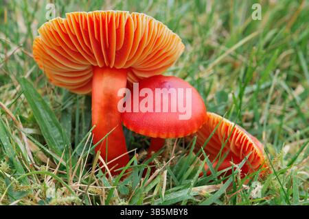 Crimson Wachskappen-Pilze (Hygrocybe punicea) wachsen auf Grasland, Strathconon, Inverness-shire, Schottland, Oktober. Stockfoto