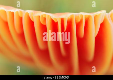 Crimson Wachskappen-Pilze (Hygrocybe punicea) Nahaufnahme des Deckelrandes mit Kiemenabstand von Pilzen, die auf Grasland in Schottland wachsen Stockfoto