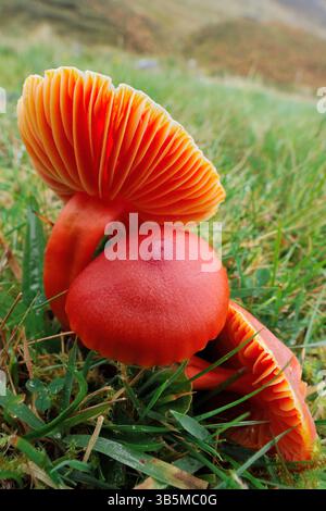 Crimson Wachskappen-Pilze (Hygrocybe punicea) wachsen auf Grasland, Strathconon, Inverness-shire, Schottland, Oktober. Stockfoto