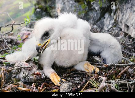 Golden Eagle (Aquila chrysaetos) drei Wochen alter Adler in eyrie, Lochaber, Schottland, Mai Stockfoto