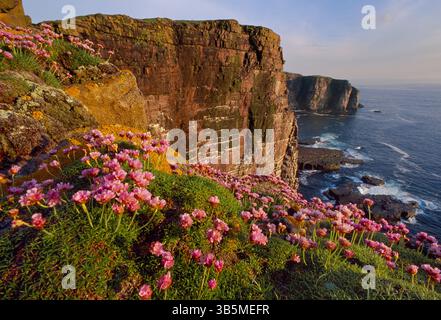 Handa Island National Nature Reserve, Meeresklippen auf der Nordseite der Insel in Abendbeleuchtung und mit Seeblick / Meerrosa (Armeria maritima) Stockfoto