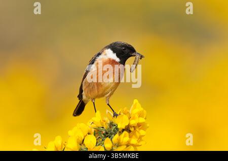 Stonechat (Saxicola torquata) männlicher Vogel auf Aussichtshanze auf Ginsterstrauch und mit raupenfresser zum Nest für Jungtiere, St. Abbs Head. Stockfoto