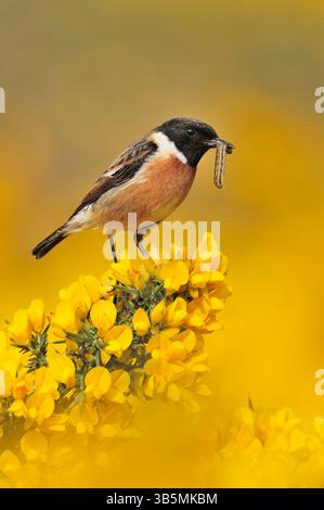 Stonechat (Saxicola torquata) männlicher Vogel auf Aussichtshanze auf Ginsterstrauch und mit raupenfresser zum Nest für Jungtiere, St. Abbs Head. Stockfoto