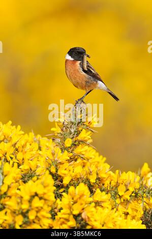Stonechat (Saxicola torquata) männlicher Vogel auf Aussichtshanze auf Ginsterstrauch und mit raupenfresser zum Nest für Jungtiere, St. Abbs Head. Stockfoto