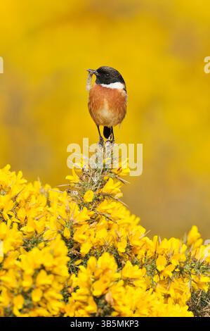 Stonechat (Saxicola torquata) männlicher Vogel auf Aussichtshanze auf Ginsterstrauch und mit raupenfresser zum Nest für Jungtiere, St. Abbs Head. Stockfoto