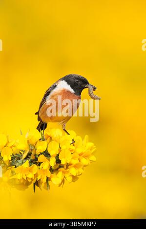 Stonechat (Saxicola torquata) männlicher Vogel auf Aussichtshanze auf Ginsterstrauch und mit raupenfresser zum Nest für Jungtiere, St. Abbs Head. Stockfoto